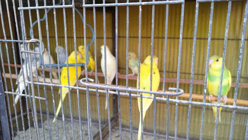 Australian budgies fresh patthey 0