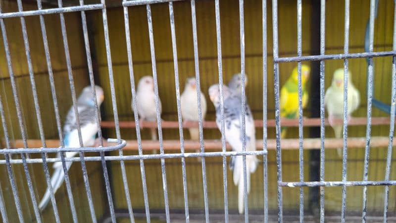 Australian budgies fresh patthey 1