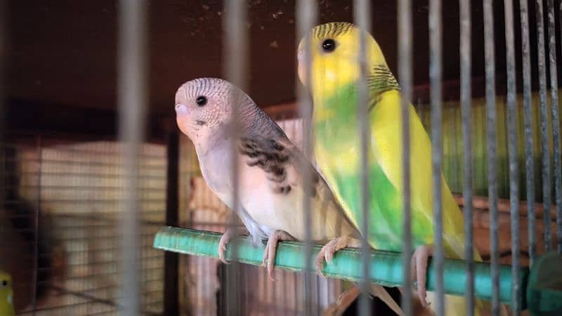 Australian budgies fresh patthey 2