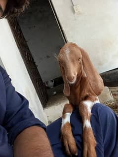 goat with new born baby boy