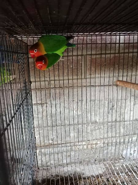 8 portion cage for sale 2