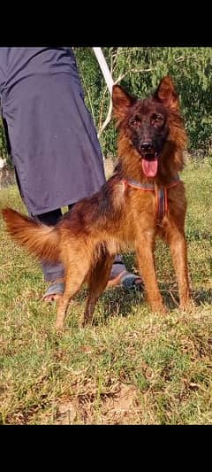 Belgium Shepherd male 6 months for sale