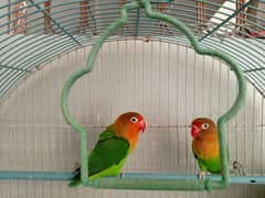 lovebird