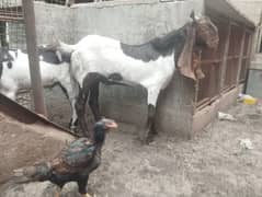 abluck bakra 0