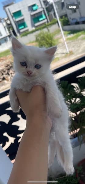 Persian Kittens Blue Eyes 2