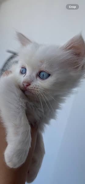 Persian Kittens Blue Eyes 3