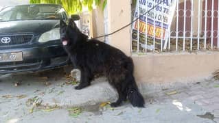 Black German Shepherd long coat male available for stud