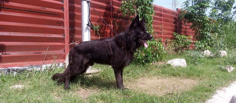 Black German Shepherd long coat male available 1