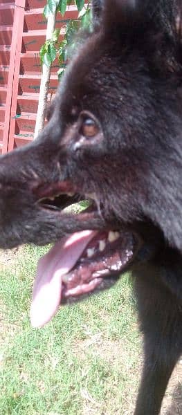 Black German Shepherd long coat male available 2