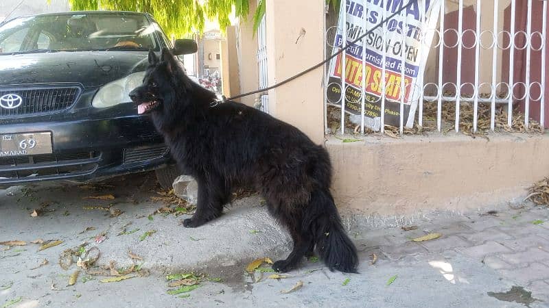 Black German Shepherd long coat male available 3