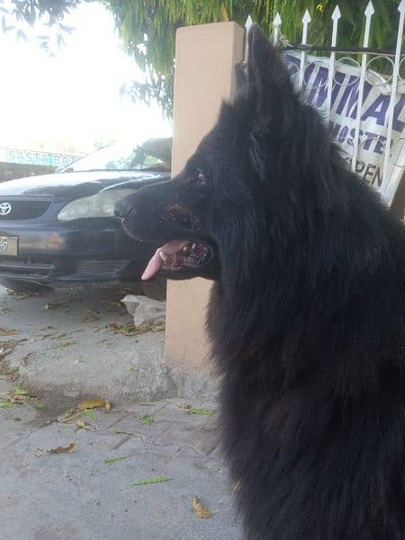 Black German Shepherd long coat male available 4