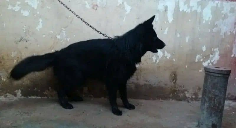 Black German Shepherd long coat male available 5