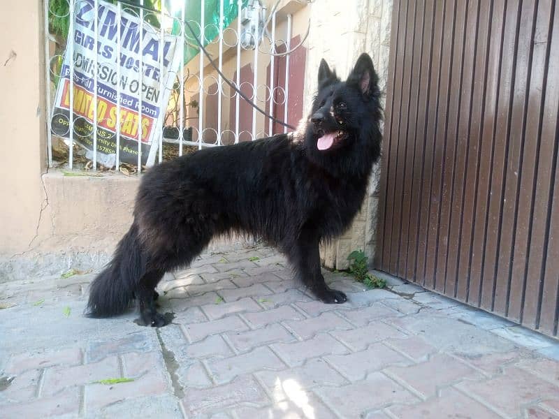 Black German Shepherd long coat male available 6