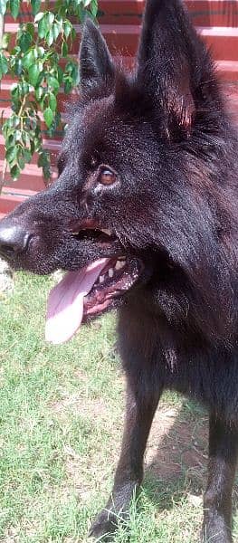 Black German Shepherd long coat male available 7