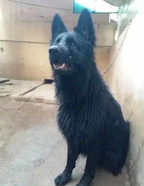 Black German Shepherd long coat male available 8