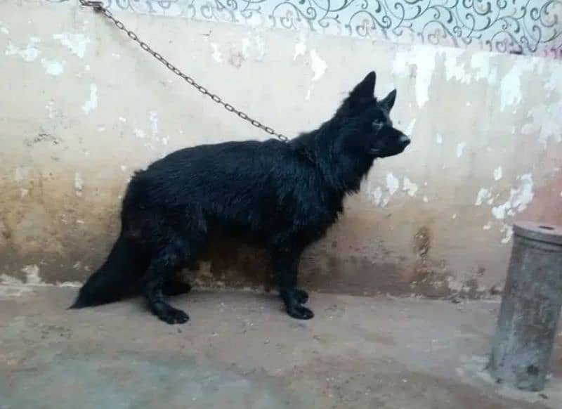 Black German Shepherd long coat male available 9