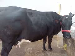 friezen cow