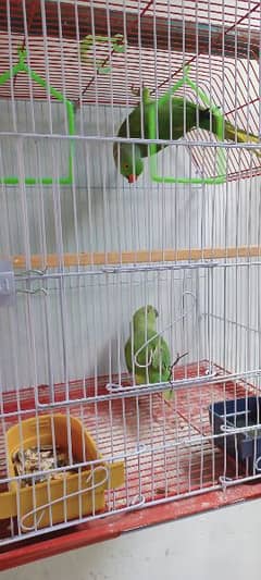 Ringneck breeder Pair for sale 0