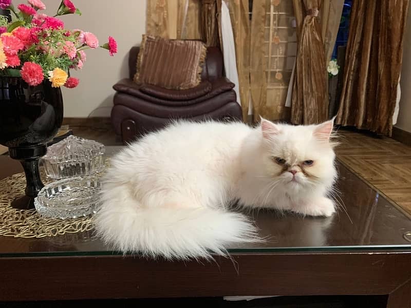 persian cat 1