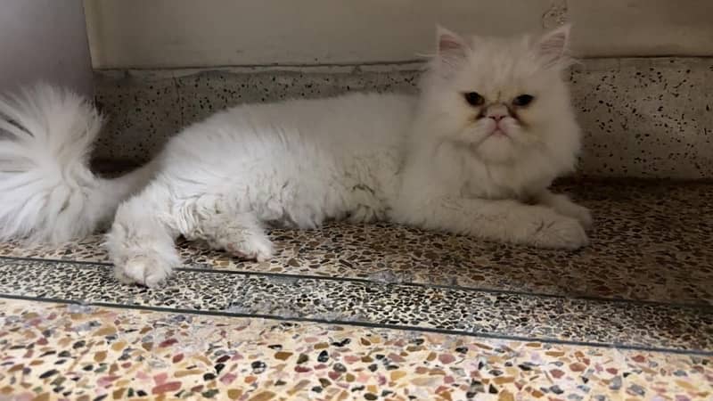 persian cat 2