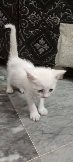 white Persian kitten for sale