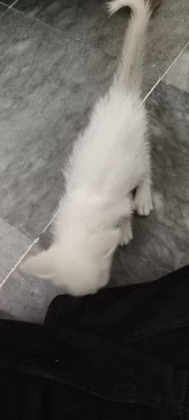 white Persian kitten for sale 1