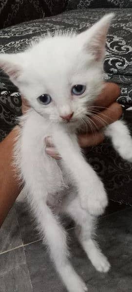 white Persian kitten for sale 2