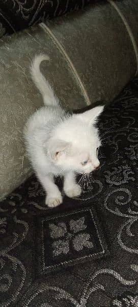 white Persian kitten for sale 3