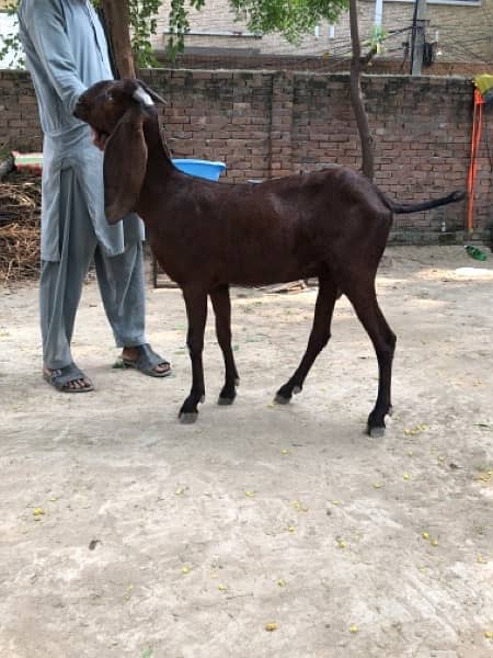 Nagri & Amratsari betal goats 3