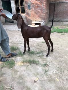 Nagri & Amratsari betal goats