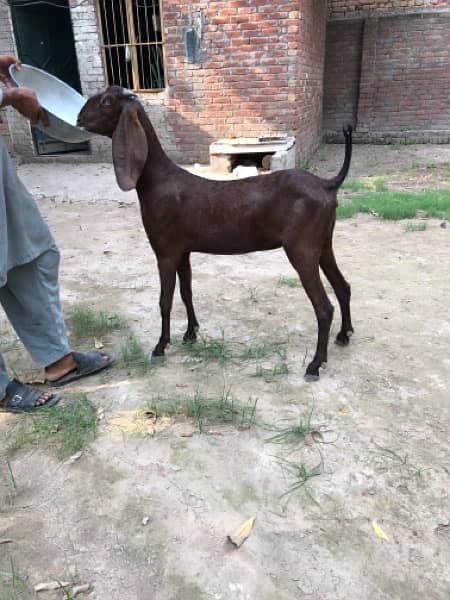 Nagri & Amratsari betal goats 2