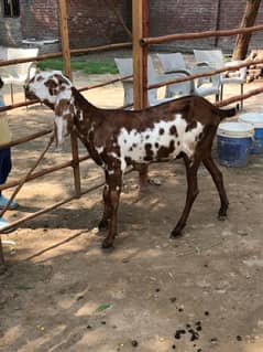 Nagri & Amratsari betal goats