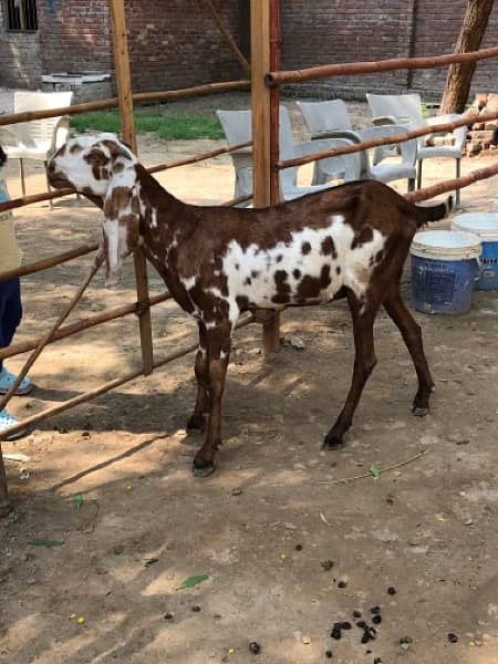 Nagri & Amratsari betal goats 0