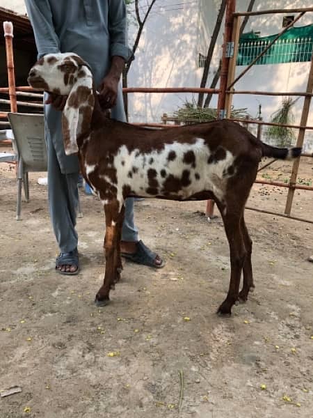 Nagri & Amratsari betal goats 1