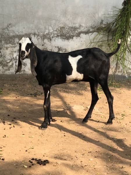 Nagri & Amratsari betal goats 4