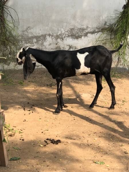 Nagri & Amratsari betal goats 5