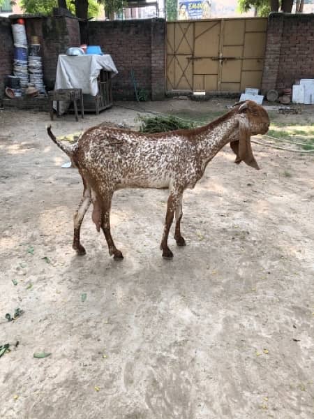 Nagri & Amratsari betal goats 6