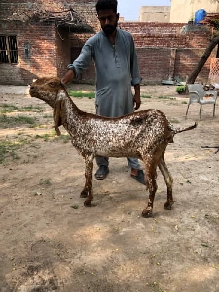 Nagri & Amratsari betal goats 7