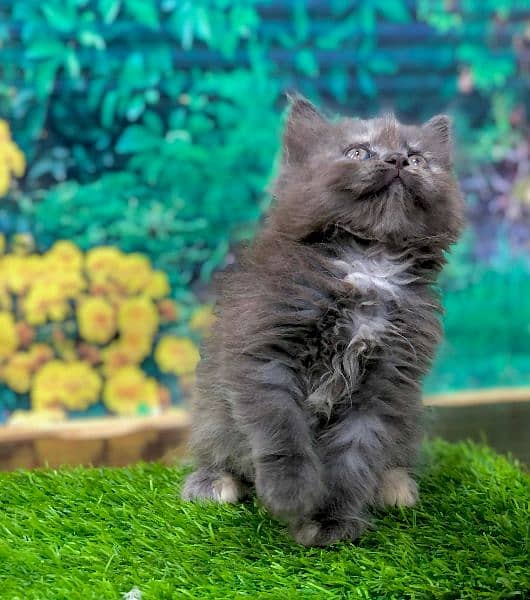 Persian kittens and adult cats 1