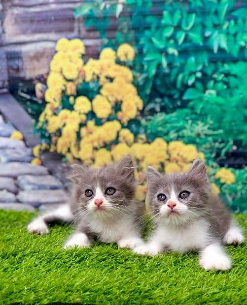 Persian kittens and adult cats 2