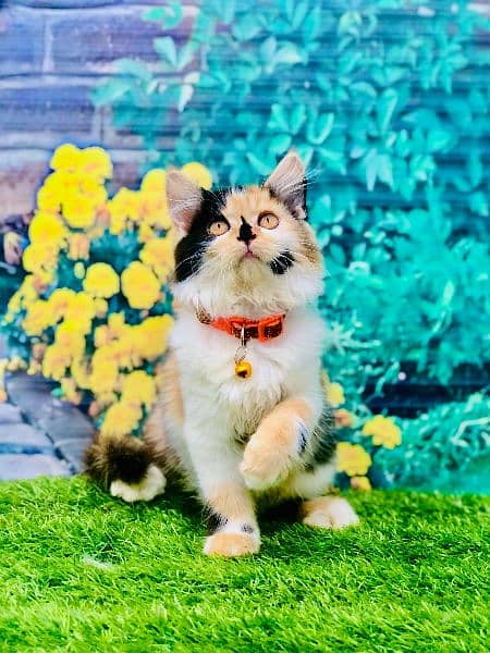 Persian kittens and adult cats 4