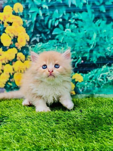 Persian kittens and adult cats 6