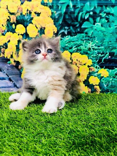 Persian kittens and adult cats 9