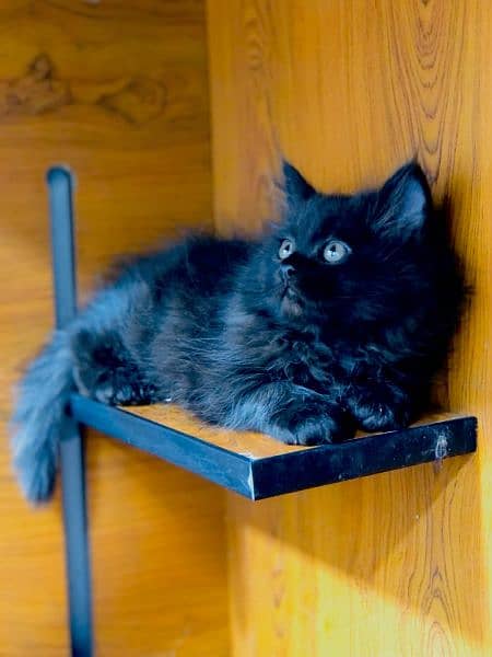 Persian kittens and adult cats 16