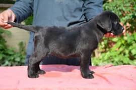 British Labrador Retriever Puppy Shiny Jet Black