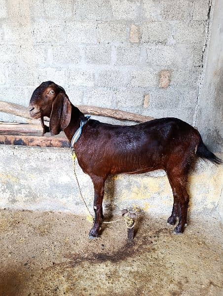 Goats for sale 1