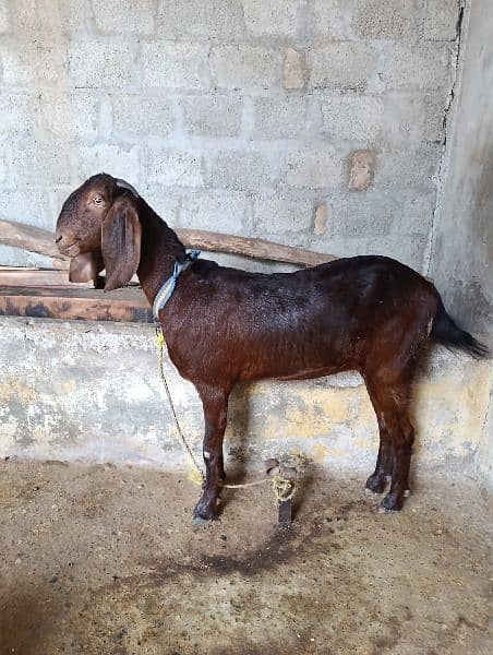 Goats for sale 2