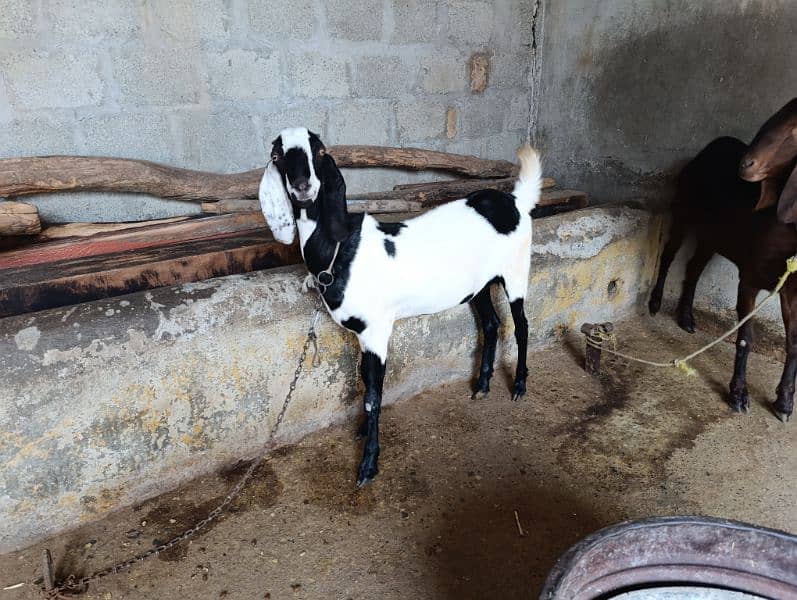 Goats for sale 4