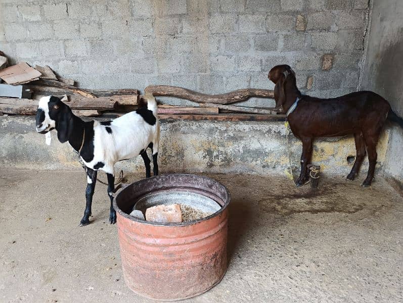 Goats for sale 6