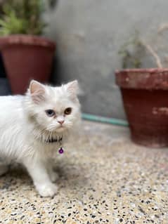 Odd Eyes Persian Female kitten